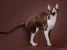 Питомник кошек породы Корниш-рекс Baleen diamonds Изображение 8