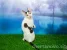 Питомник кошек породы Корниш-рекс Baleen diamonds Изображение 3