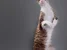 Питомник кошек породы Корниш-рекс Baleen diamonds Изображение 7