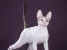 Питомник кошек породы Корниш-рекс Baleen diamonds Изображение 5